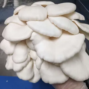 Winter White Oyster Mushroom Grow Kit